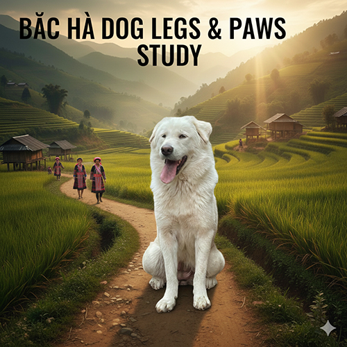 Chân và bàn chân chó Bắc Hà xù chắc khỏe, đệm dày, phù hợp địa hình núi