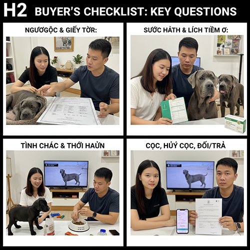 Checklist câu hỏi quan trọng khi trao đổi với người bán chó Ngao Ý Cane Corso trước khi đặt cọc