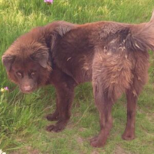 Chó Bắc Hà xù màu nâu đứng trên bãi cỏ quan sát xung quanh