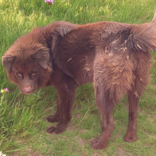 Chó Bắc Hà xù màu nâu đứng trên bãi cỏ quan sát xung quanh