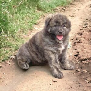 Chó Bắc Hà con lông xù màu xám ngồi trên đường đất thè lưỡi