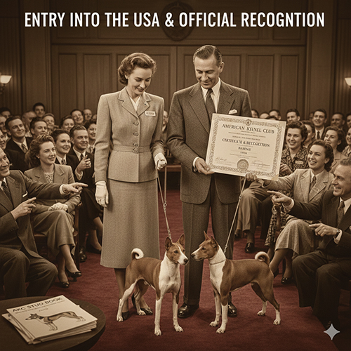 Chó Basenji được giới thiệu và công nhận chính thức tại Mỹ cùng chứng nhận AKC