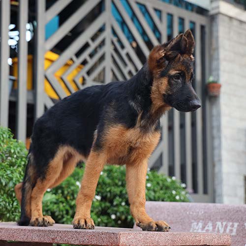 Chó Becgie Đức con màu yên ngựa đen vàng đứng dáng trước cổng