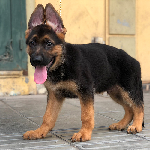 Chó Becgie Đức con đen vàng tai dựng, đứng dáng chắc chân và lanh lợi