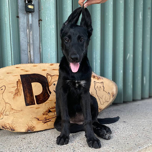 Chó Becgie Đức đen tuyền cái 2 tháng tuổi ngồi thẳng, tai dựng và ánh mắt lanh lợi