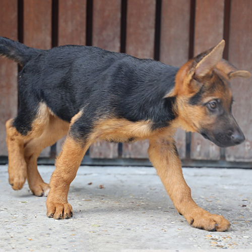 Chó Becgie Đức đen vàng đực 2 tháng tuổi đang bước đi, nhìn rõ dáng và chân chắc