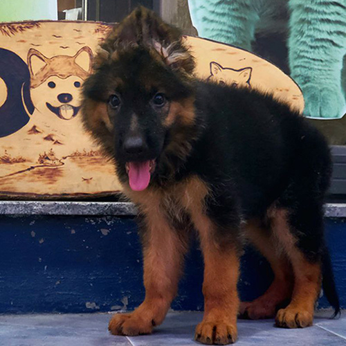 Chó Becgie Đức lông dài demi đực 2 tháng tuổi đứng dáng, lông bông dày và mặt lanh