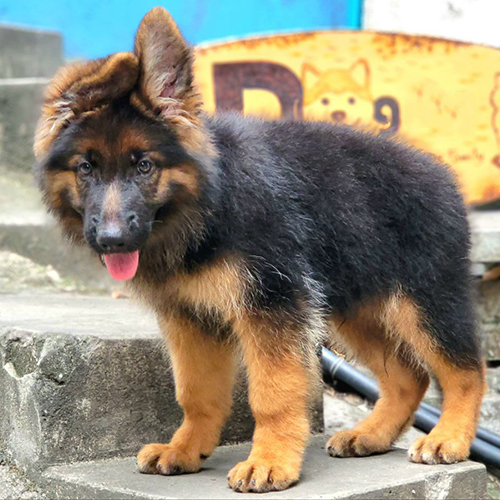 Chó Becgie Đức con lông dài đen vàng đứng dáng, lông bông dày và lanh lợi