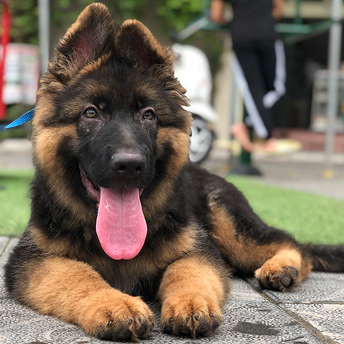 Chó Becgie Đức lông dài đen vàng nằm nghỉ, mặt đẹp và thần thái hiền