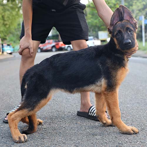 Chó Béc giê Đức thuần chủng 3 tháng tuổi dáng đứng gập gù, nhìn form và khung xương rõ