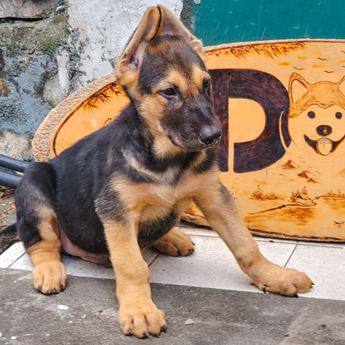 Chó Becgie lai F1 đen vàng con đang ngồi, mặt lanh và chân chắc khỏe