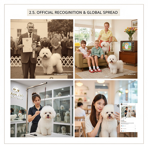 Lịch sử công nhận chính thức và sự lan rộng toàn cầu của giống chó Bichon Frise