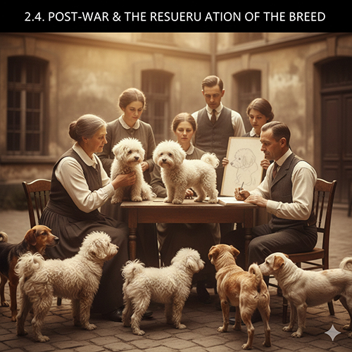 Quá trình hồi sinh giống chó Bichon Frise sau chiến tranh tại châu Âu