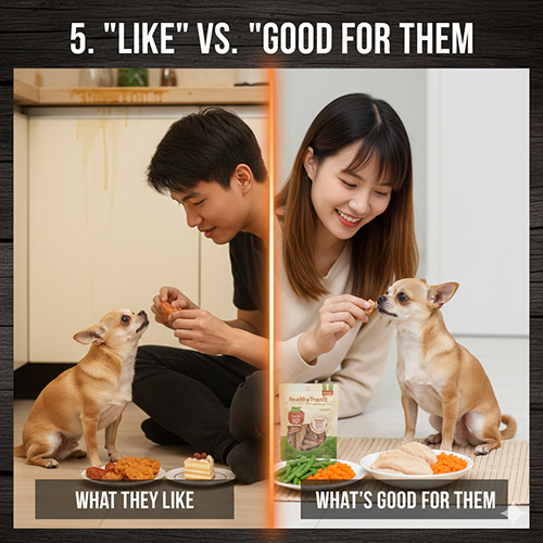 Chó Chihuahua thích ăn đồ thơm béo nhưng không phải món nào cũng tốt cho sức khỏe của bé