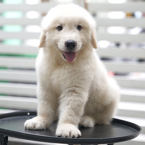 Ảnh thật chó Golden con bạch kim trắng ngồi trên bàn tròn, thè lưỡi cười, lông bông dày và mặt hiền