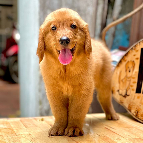 Ảnh thật chó Golden con màu vàng đậm đứng thẳng trên sàn gỗ, thè lưỡi, lông dày và dáng chắc