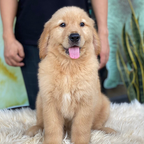 Ảnh thật chó Golden con màu vàng đậm ngồi trên nền lông trắng, thè lưỡi cười, lông dày và mặt hiền