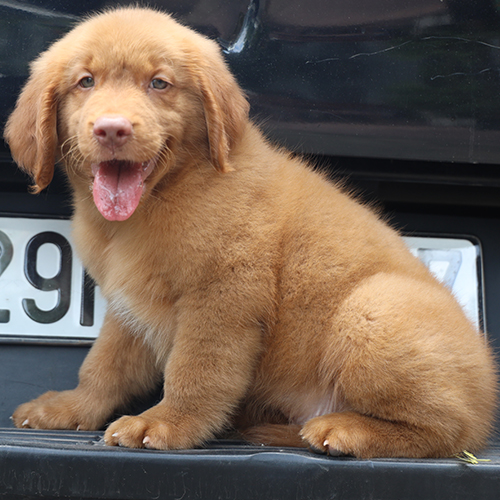 Ảnh thật chó Golden con màu vàng đậm ngồi trên cốp xe, thè lưỡi, lông dày và mặt hiền