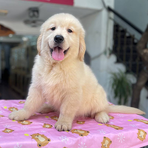 Ảnh thật chó Golden con màu vàng kem ngồi trên nền hồng, thè lưỡi cười, lông dày và dáng ngồi chắc