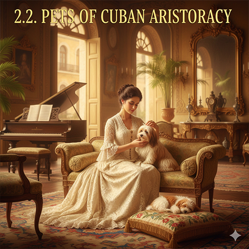 Chó Havanese lông dài được quý cô Cuba cưng chiều trong không gian biệt thự sang trọng