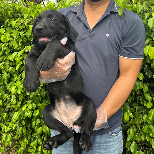 Chó Labrador con màu đen cái 2 tháng tuổi được bế chụp ngoài trời, nền lá xanh