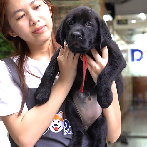 Chó Labrador con màu đen đực 2 tháng tuổi được bế chụp, nền hậu cảnh mờ