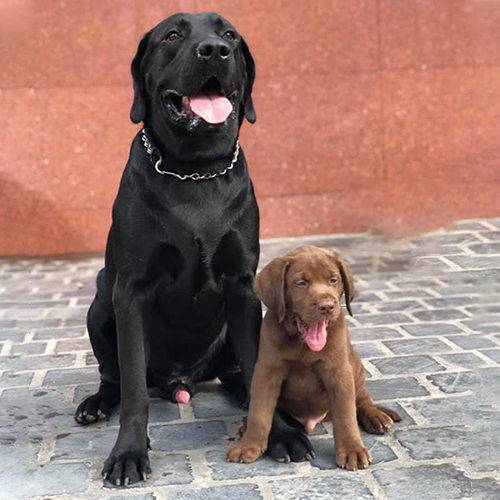 Chó Labrador đen trưởng thành ngồi cạnh chó Labrador con màu nâu socola trên nền gạch, cả hai há miệng thè lưỡi