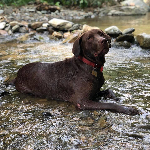 Chó Labrador màu nâu socola nằm dưới suối nước nông giữa đá cuội, đeo vòng cổ đỏ, lông ướt