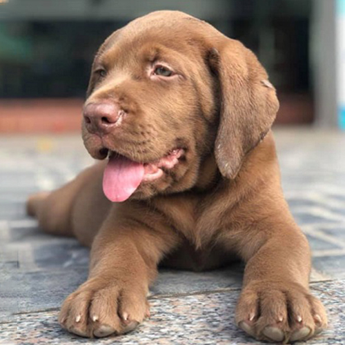 Chó Labrador con màu nâu socola nằm trên nền gạch, thè lưỡi, chụp cận mặt và hai chân trước