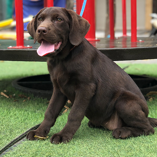 Chó Labrador màu nâu socola đực 5 tháng tuổi ngồi trên thảm cỏ, thè lưỡi, đeo dây dắt