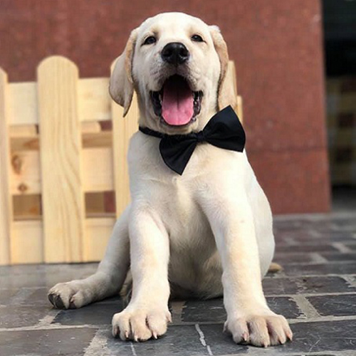 Chó Labrador con màu trắng kem ngồi trên nền gạch, há miệng thè lưỡi, đeo nơ đen trước ngực