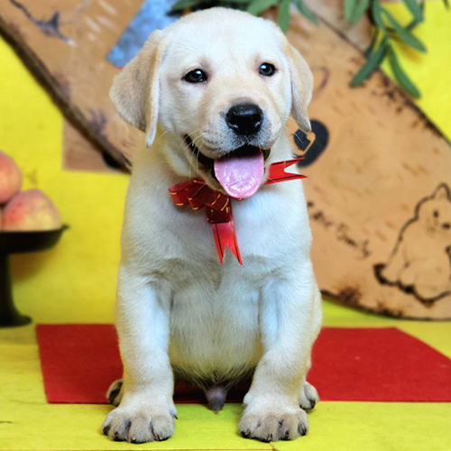 Chó Labrador con vàng kem khoảng 2 tháng tuổi ngồi chụp, thè lưỡi, đeo nơ đỏ, nền chụp màu vàng đỏ