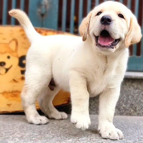 Chó Labrador con màu vàng kem đực 2 tháng tuổi đứng trên nền xi măng, miệng mở cười, đuôi cong