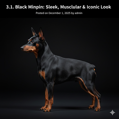 Hình ảnh chó Phốc hươu đen Minpin đứng nghiêng, tai dựng, cơ bắp rõ nét