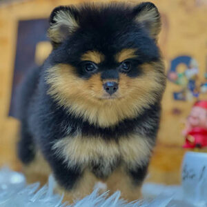 Chó Phốc sóc black tan (đen vàng) đực 2 tháng tuổi, lông xù bông, mặt lanh lợi – ảnh thật bé đang sẵn tại Chạm Pets