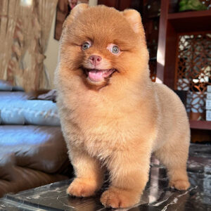 Chó Phốc sóc mặt gấu 3 tháng tuổi, lông dày bông, dáng đứng chắc khỏe – ảnh thật bé đang sẵn tại Chạm Pets