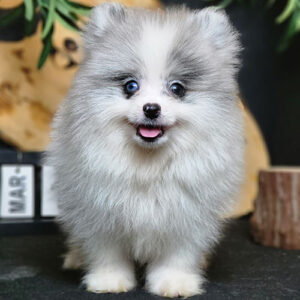 Chó Phốc sóc mini màu blue merle, mắt xanh, lông xù bông, đang sẵn tại Chạm Pets (ảnh & video thật)