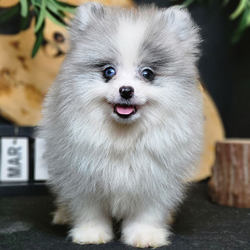 Chó Phốc sóc mini màu blue merle, mắt xanh, lông xù bông, đang sẵn tại Chạm Pets (ảnh & video thật)