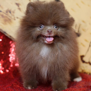 Chó Phốc sóc mini màu nâu chocolate (socola), lông xù bông, mặt tròn đáng yêu – ảnh thật bé đang sẵn tại Chạm Pets