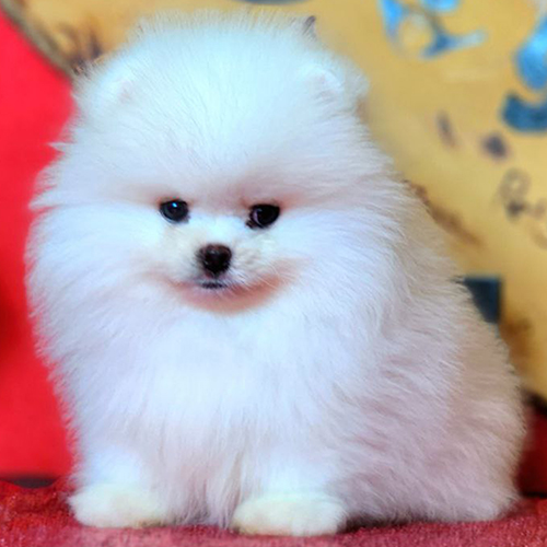 Chó Phốc sóc mini trắng đực 2 tháng tuổi, lông xù bông, mặt baby – ảnh thật bé đang sẵn tại Chạm Pets