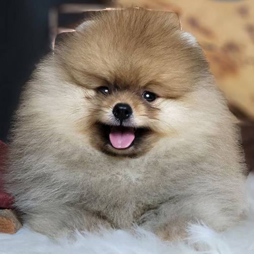 Chó Phốc sóc standard màu vàng đực, form tiêu chuẩn, lông dày bông – bé có giấy VKA tại Chạm Pets (ảnh & video thật)