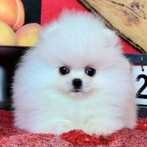 Chó Phốc sóc trắng cái 2 tháng tuổi, lông xù bông, mặt tròn đáng yêu – ảnh thật bé đang sẵn tại Chạm Pets