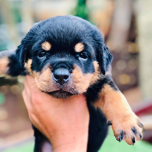 Cận mặt chó Rottweiler con đen vàng đang được bế trên tay (ảnh thật)