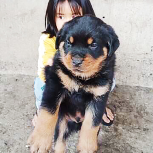 Chó Rottweiler con đen vàng ngồi trên nền xi măng, phía sau có người bế (ảnh thật)