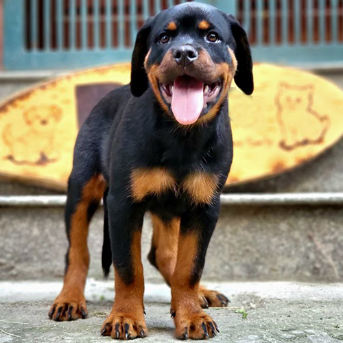 Chó Rottweiler đen vàng đứng thẳng, lè lưỡi, nhìn trực diện (ảnh thật)