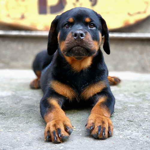 Chó Rottweiler đen vàng nằm phục, nhìn thẳng ống kính (ảnh thật)