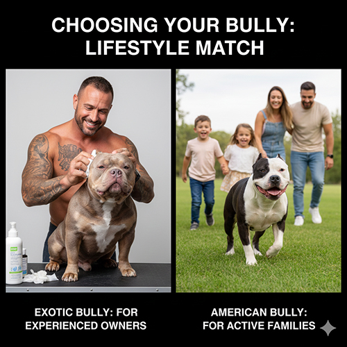 So sánh Exotic Bully và American Bully theo lối sống và kinh nghiệm nuôi
