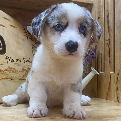 Mèo? No—Chó Corgi Cardigan blue merle 2 tháng tuổi cái, thuần chủng tại Chạm Pets