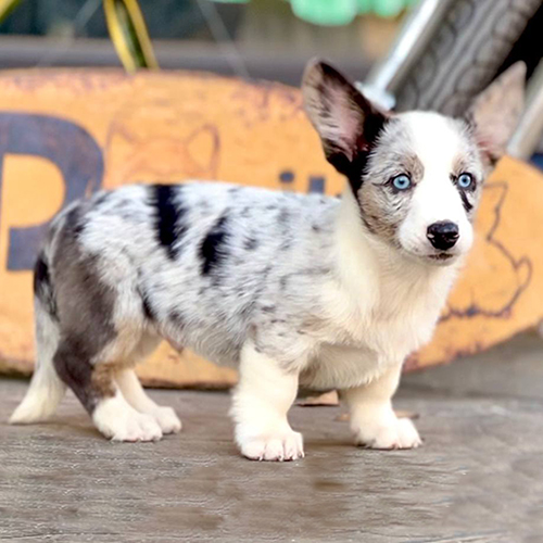 Chó Corgi Cardigan blue merle 2,5 tháng tuổi đực, đuôi dài, mắt xanh tại Chạm Pets