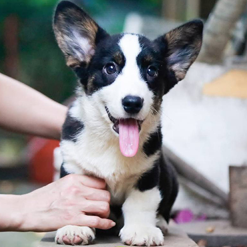 Chó Corgi Cardigan đen trắng 2 tháng tuổi, tai dựng, mặt lanh tại Chạm Pets